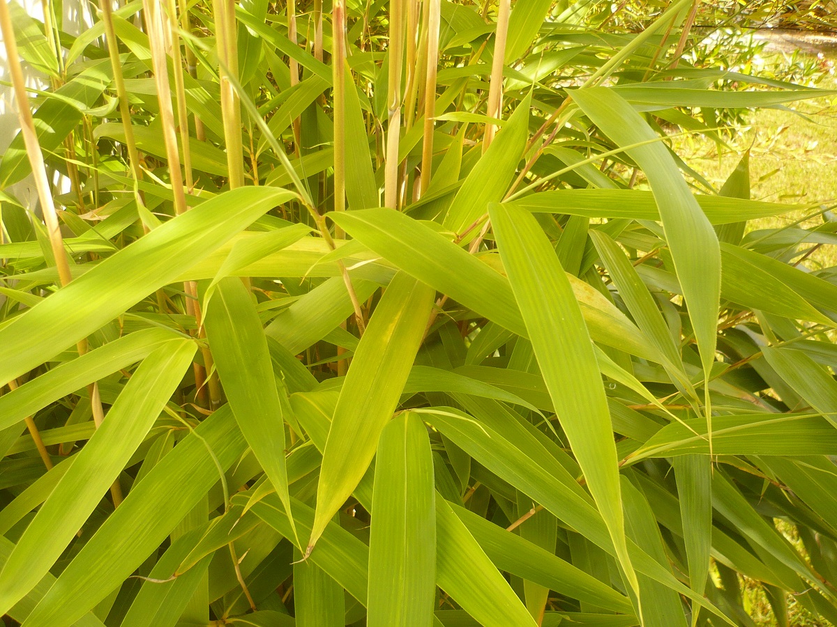 x Pseudosasa japonica (Poaceae)